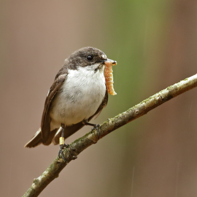 Pied Flycatcher ©Richard Ubels Dieverzand 4085.jpg